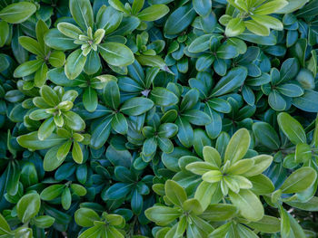 Full frame shot of flowering plants