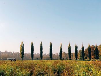 Scenic view of field against clear sky