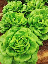 High angle view of green leaf