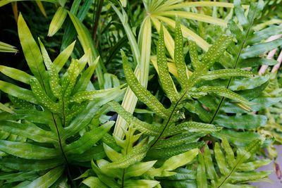 Clump of ferns