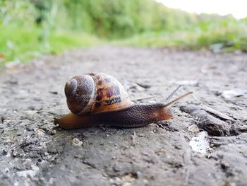 Close-up of snail