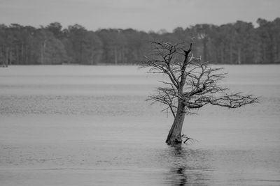 Bare tree by lake against sky
