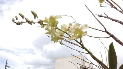 Low angle view of fresh flower tree against sky