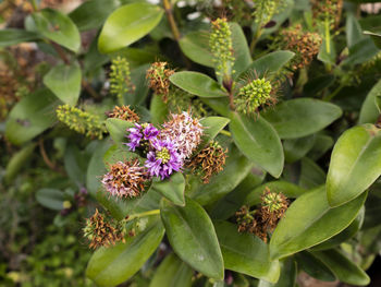 Close-up of flowering plant