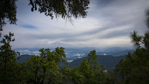 Low angle view of trees against sky