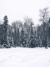 Snow covered trees against sky