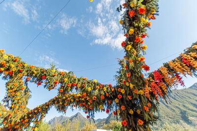 Low angle view of autumn trees against sky