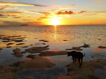 Silhouette dog on beach against sky during sunset