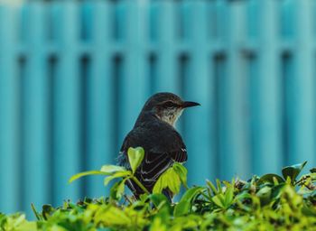 Bird perching on a plant