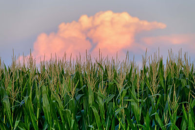 Close-up of stalks in field against sky