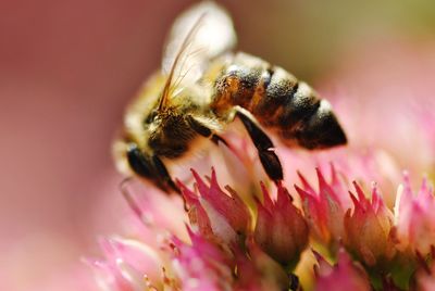 Close-up of insect on pink flower