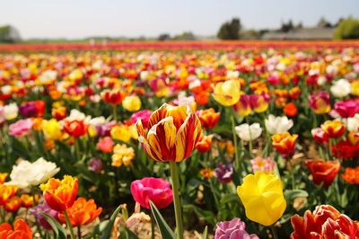 Close-up of yellow tulips on field