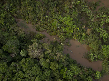 High angle view of trees and plants in forest