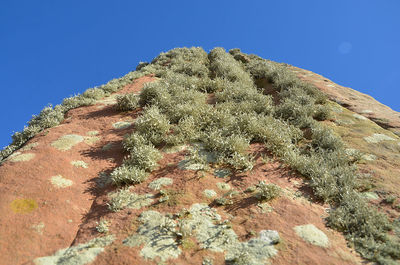 Low angle view of prickly pear cactus against clear blue sky