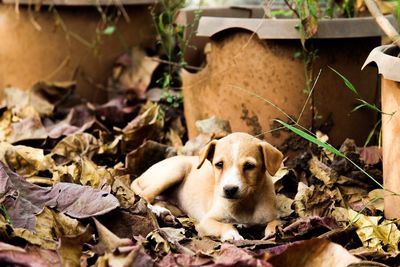 Close-up of dog