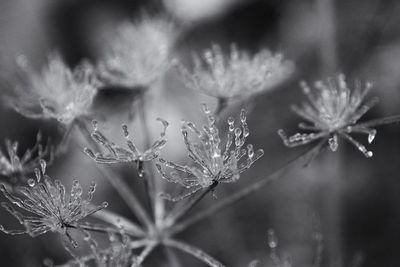 Close-up of snow on flower during winter