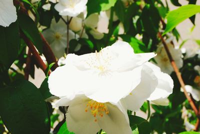 Close-up of white flower