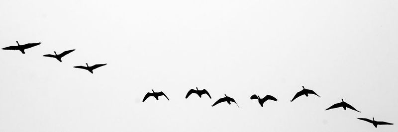 Low angle view of birds flying in sky