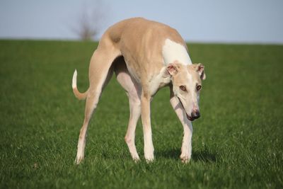 Dog on field against sky