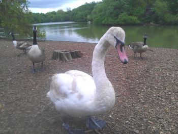 Birds on calm lake