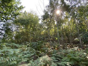 Low angle view of trees in forest against sky