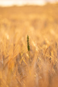 Close-up of wheat growing on field