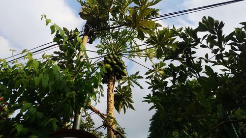 Low angle view of trees against sky