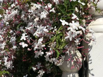 Close-up of flowers blooming outdoors