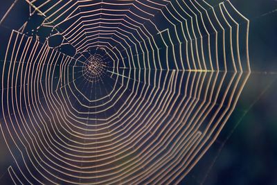 Close-up of spider on web