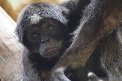 Close-up portrait of monkey