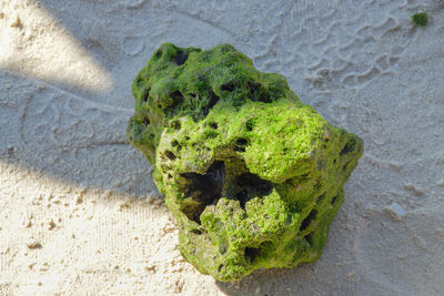 High angle view of a rock