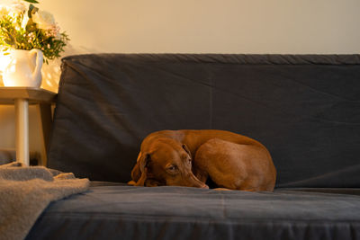 Sad wirehaired vizsla dog bored while waiting her owner from work, lying on couch at home, feel cold