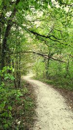 Road amidst trees in forest