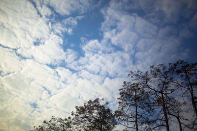 Low angle view of trees against sky