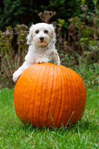 View of a dog on grass