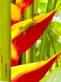 Close-up of red plant