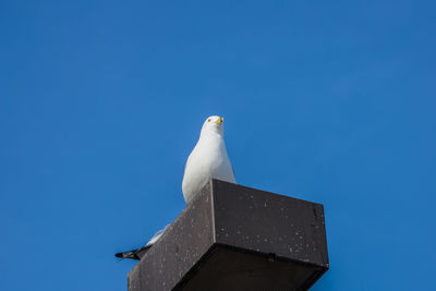 Low angle view of bird against clear blue sky