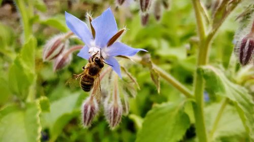 Close-up of bee on flower