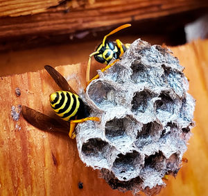 Close-up of wasps and nest on wood