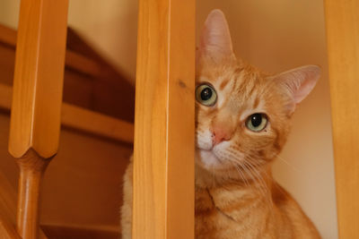 Ginger domestic cat on a wooden staircase.
