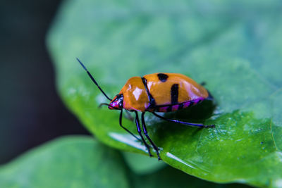 Close-up of insect on leaf