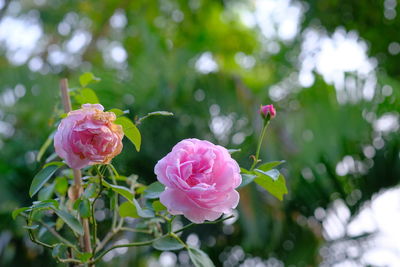 Close-up of pink rose