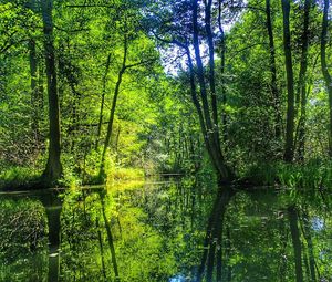 Scenic view of lake in forest