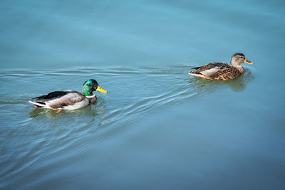 Duck swimming in a lake