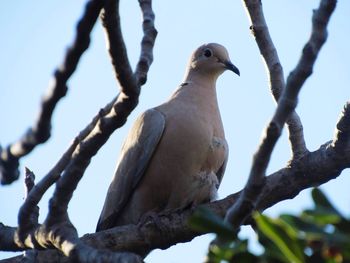 Low angle view of bird perching on tree against sky