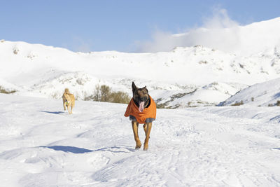 Malinois dog running in the snow