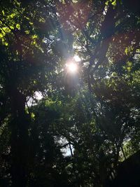 Low angle view of sunlight streaming through trees