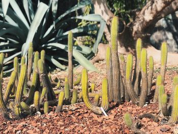 Close-up of succulent plant on field