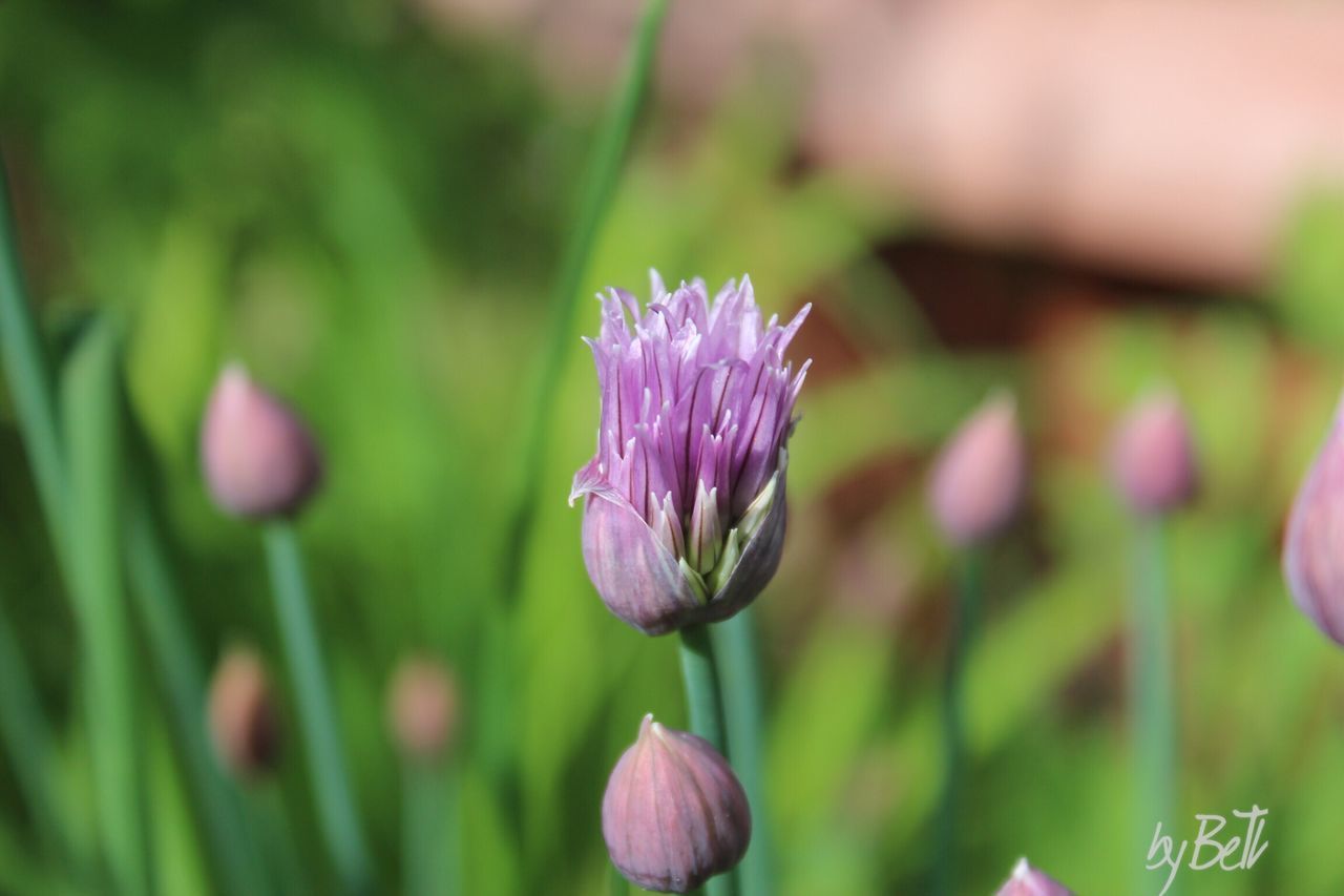 CLOSE-UP OF PURPLE FLOWER AGAINST BLURRED BACKGROUND