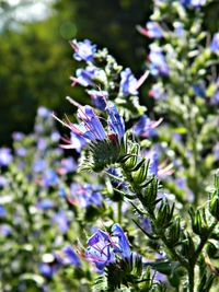 Close-up of purple flowering plant